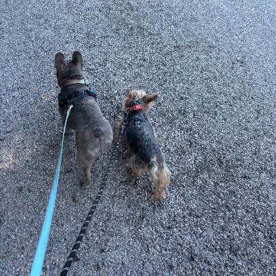 Dog Walking